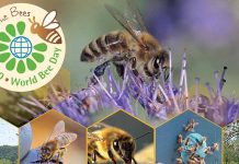 Ημερίδα για τη μελισσοκομία και τα δασικά οικοσυστήματα στις 19 Μαϊου στην Αθήνα