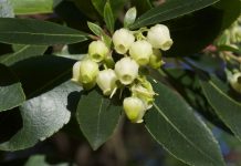 Σεμιμάρια Μελισσοκομίας & αγροτικών θεμάτων απο το Ι.Γ.Ε. (Α' περιόδου 2017)