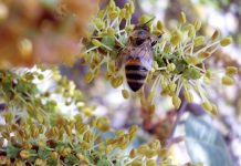 Χαρουπιά, ένα πολύτιμο δέντρο