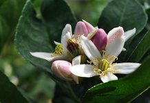 8 παράξενα πράγματα που δεν ήξερες για τις μέλισσες !