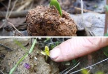 Η Φυσική Καλλιέργεια με τον Παναγιώτη Μανίκη (Ντοκιμαντέρ)