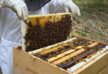 Χρηματοδοτικά εργαλεία για μελισσοκόμους: Τα μέτρα που «τρέχουν»