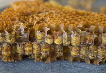 Προέλευση και τύποι ψωμιού μελισσών