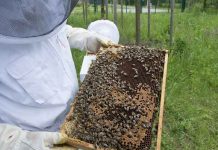 Δικαιολογητικά για το μελισσοκομικό βιβλιάριο