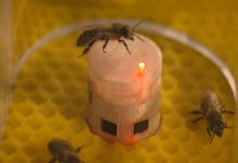 Ρομπότ επικοινωνούν με μέλισσες και ελέγχουν τη συμπεριφορά τους (Βίντεο)