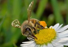 Η βιτελλογενίνη (Vitellogenin) και ο ρόλος της στην υγεία των μελισσών