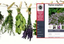 Τα Φαρμακευτικά Φυτά της Ηπείρου (Βάση δεδομένων απο το Πανεπιστήμιο Ιωαννίνων)