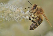 Τι είναι οι επικονιαστές και ο σημαντικός ρόλος τους στην πλειονότητα των προϊόντων που τρώμε