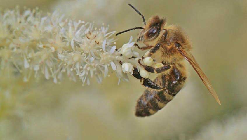 epikoniastes-simantikos-rolos