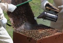 Διήμερο Μελισσοκομίας στα Ιωάννινα, 3-4 Νοεμβρίου 2018