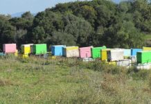 Πρόσκληση συμμετοχής στις δράσεις για Αντικατάσταση κυψελών και Νομαδική Μελισσοκομία από το Κέντρο Μελισσοκομίας Αττικής