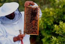 Παράταση μελισσοκομικών προγραμμάτων για εφαρμογή το 2019