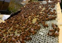 Μελισσοκομική Ημερίδα απο τον Μελισσοκομικό Σύλλογο Ρεθύμνης «Μελιττεύς»