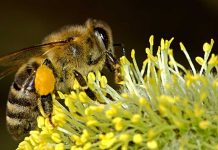 Το μυστικό σήμα των λουλουδιών προς τις μέλισσες και οι εκπληκτικές κρυμμένες νανοτεχνολογίες των φυτών
