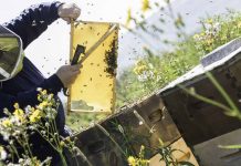 Hμέρα ενημέρωσης μελισσοκομίας στο Γεωπονικό Πανεπιστήμιο Αθηνών – Σάββατο 08 Δεκ. 2018