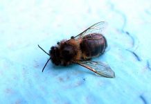 Τουλάχιστον 1 εκατομ. μέλισσες αφανίστηκαν από ψεκασμούς στην Νότια Αφρική