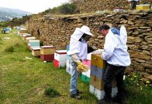 SOS: Ελάχιστο μέλι, κινδυνεύουν οι μέλισσες στην Άνδρο και στο Νότιο Αιγαίο…