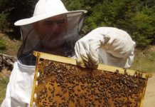 Έρευνα για τη μελισσοκομία στα Δωδεκάνησα