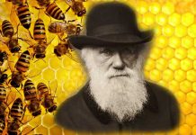 Μέλισσα εναντίον Δαρβίνου!