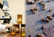 Σύλλογος Μελισσοκόμων Καρδίτσας: Έναρξη λειτουργίας εργαστηρίου εξέτασης μελισσών και μελιού, δωρεάν για τα μέλη του.