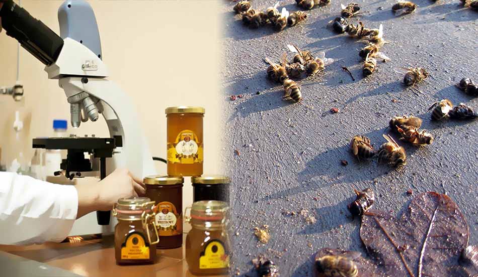 sullogos-melissokomon-karditsas