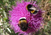 Οι μέλισσες μπορούν να προβλέψουν την θερμοκρασία των λουλουδιών