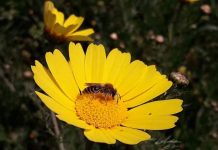 Επιμορφωτικό σεμινάριο για την βιολογική μελισσοκομία στην Σάμο