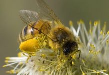 Σ’ αυτή την ποσότητα η γύρη καταπολεμά την παχυσαρκία