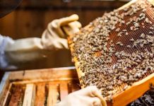 Μαθήματα Μελισσοκομίας για Αρχάριους στην Κύπρο