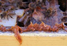 ΠΡΟΠΟΛΗ: Νέα μελέτη δείχνει το πώς θα ωθήσουμε τις μέλισσες να συλλέξουν περισσότερη.