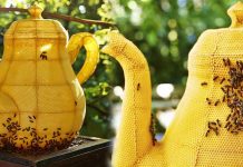 Μέλισσες φτιάχνουν γιγάντια τσαγιέρα απο κηρήθρα ! (Βίντεο)