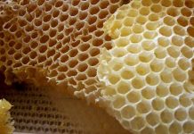 Μεσολόγγι: Μελισσοκομικό Σεμινάριο για την Βιολογική Μελισσοκομία στις 27/01/2019