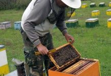 Μέχρι τις 21 Ιανουαρίου οι αιτήσεις για τα προγράμματα μελισσοκομίας 2019
