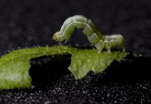 Η αντίδραση των φυτών στον κίνδυνο είναι παρόμοια με των ανθρώπων (Βίντεο)