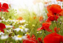 Το γονίδιο που ενεργοποιεί τη διαδικασία της ανθοφορίας την άνοιξη