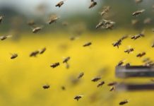 Ημερίδα Μελισσοκομίας στην Έδεσσα (23 Φεβ. 2019)