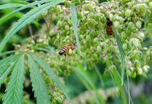 Έρευνα: Οι μέλισσες αγαπούν την κάνναβη