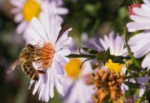 Οι μέλισσες ξέρουν.. Μαθηματικά: Μπορούν να κάνουν πρόσθεση και αφαίρεση