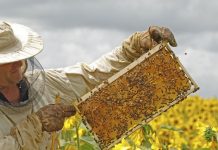 Απευθείας πώληση μελιού από παραγωγούς σε καταναλωτές