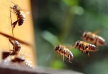 Σεμινάριο Μελισσοκομίας στην Σάμο (1 & 4 Μαρτίου 2019)