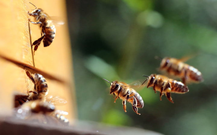 seminario-melissokomias-2019