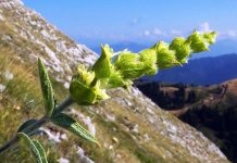 Ελληνικό Τσαι του Βουνού (Sideritis L.): Καλλιέργεια, Αυτοφυή είδη και βελτίωση