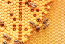 Οδηγίες για την εφαρμογή της Υπουργικής Απόφασης για την απευθείας διάθεση μελιού από παραγωγό