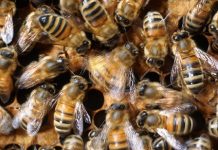 Η μυστική γλώσσα των μελισσών είναι ο χορός! Η ανακάλυψη από τον βραβευμένο με Νόμπελ επιστήμονα