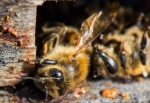 Εξαφανίζονται οι μέλισσες – Πολλά κρούσματα δηλητηριάσεων