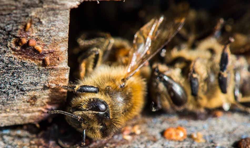 melisses-dilitiriasi