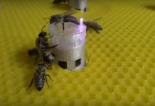 Μέλισσες και ψάρια επικοινώνησαν μεταξύ τους με τη βοήθεια ρομπότ