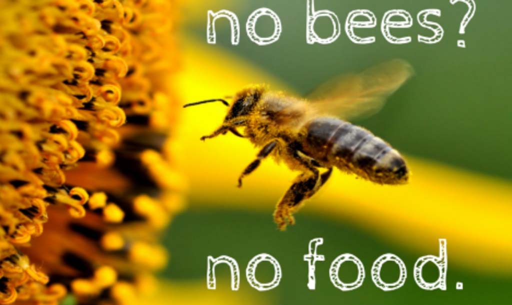 nobeesnofood