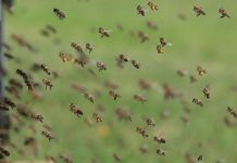 Έγκριση υλοποίησης προγράμματος μελισσοκομίας για το έτος 2019