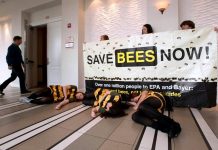 73 μελέτες προειδοποιούν: Τα έντομα εξαφανίζονται, ο άνθρωπος κινδυνεύει